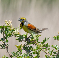 Dickcissel