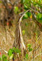 American Bittern