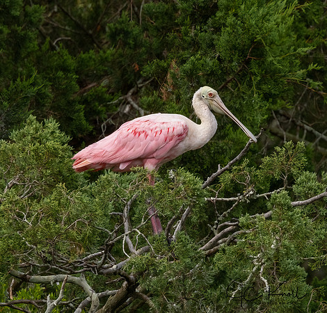Roseate Spoonbill