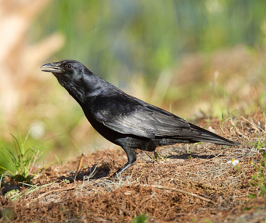 Fish Crow