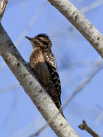 Ladder-backed Woodpecker (F)