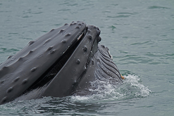 Humpback Whale feeding.