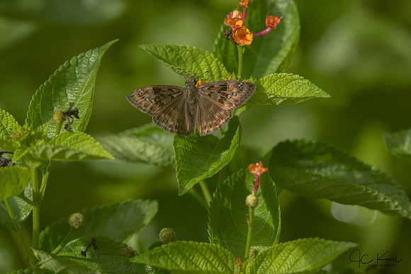 Horace's Duskywing