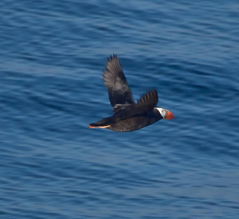 Tufted Puffin