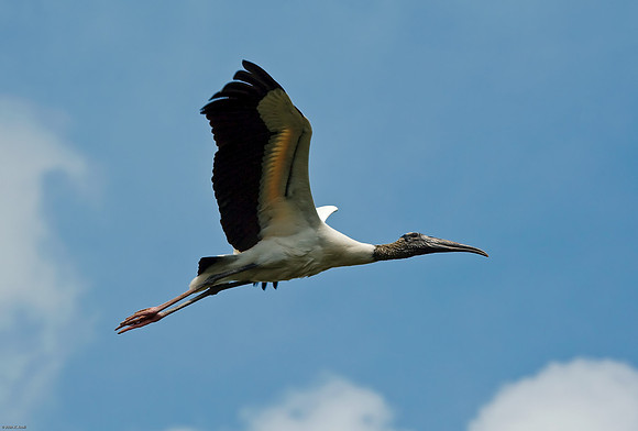 Wood Stork