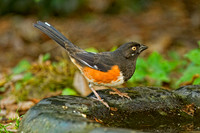 Eastern Towhee