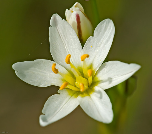 False Garlic
