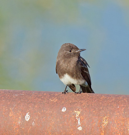 Black Phoebe