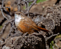Canyon Wren