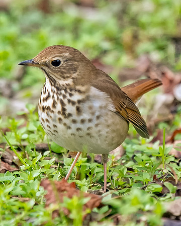 Hermit Thrush