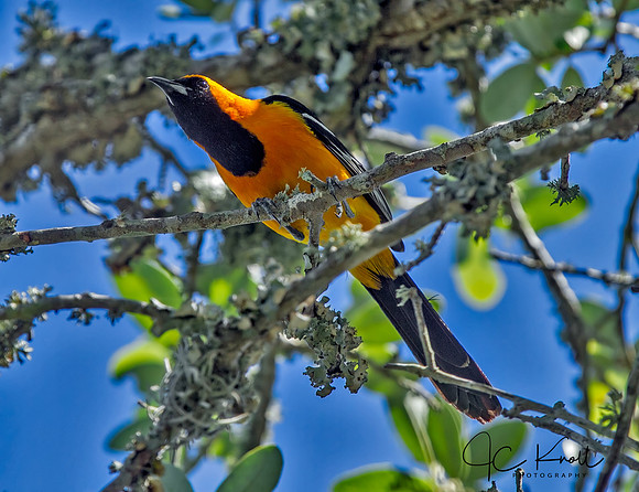 Hooded Oriole