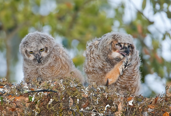 Great Horned Owlets