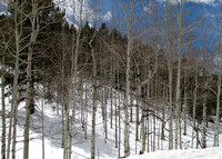 I love these trees - Quaking Aspen, I believe - if so, all these are a single organism.