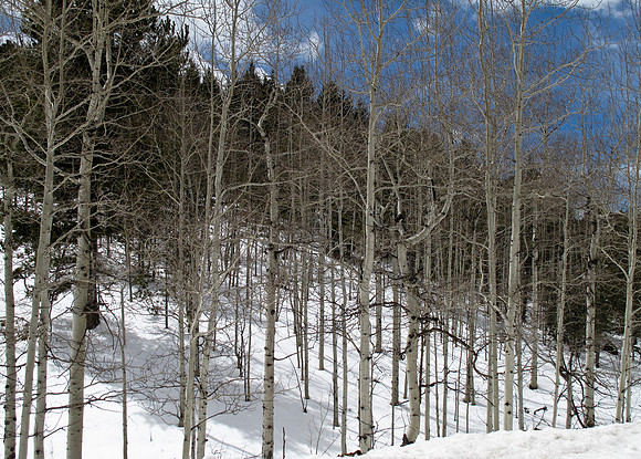 I love these trees - Quaking Aspen, I believe - if so, all these are a single organism.