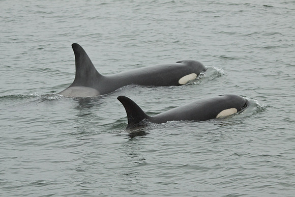 Killer Whales - mother and calf