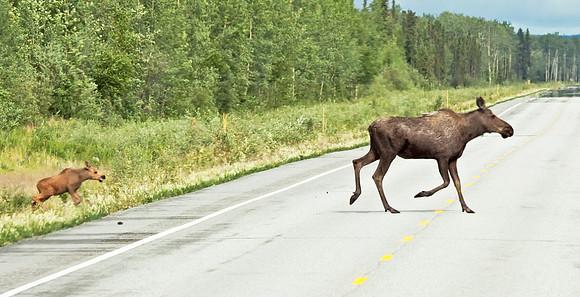 Mother Moose with a calf