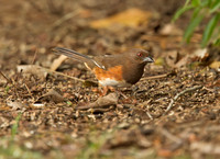 Eastern Towhee (F)