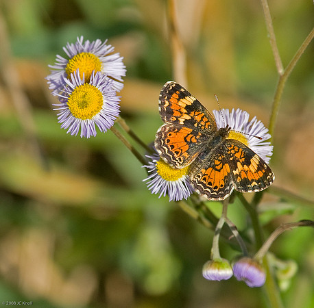 Pearl Crescent