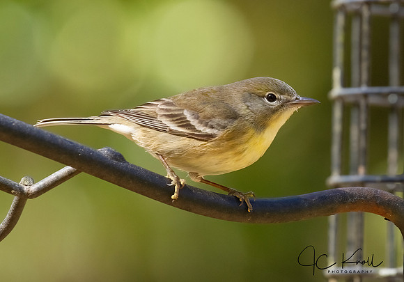 Pine Warbler (F)