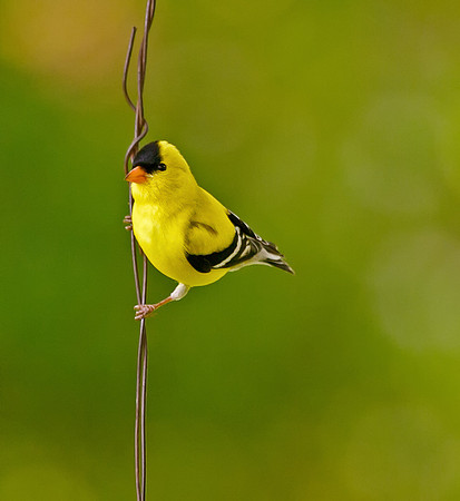American Goldfinch