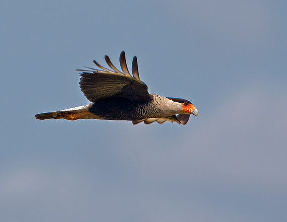 Crested Caracara