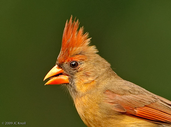 Northern Cardinal (F)