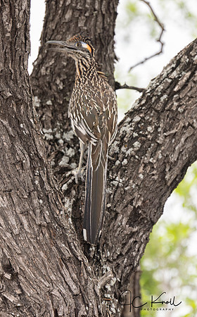 Greater Roadrunner