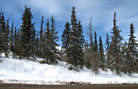 Evergreen, snow and blue sky.