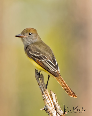 Great-crested Flycatcher