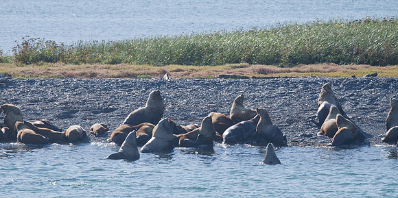Steller's Sea Lion