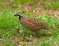 Northern Bobwhite (M)
