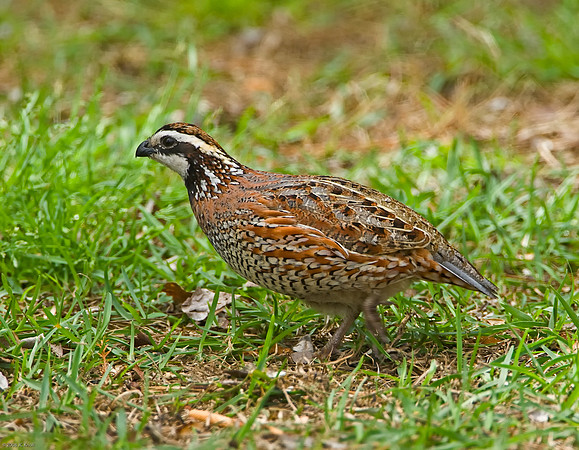 Northern Bobwhite (M)