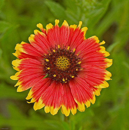 Gaillardia