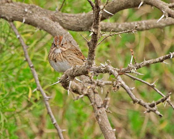 Lincoln's Sparrow