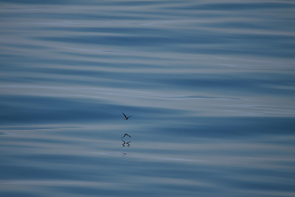 Leach's Storm-petrel
