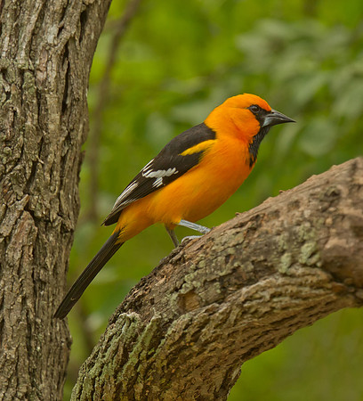 Altamira Oriole