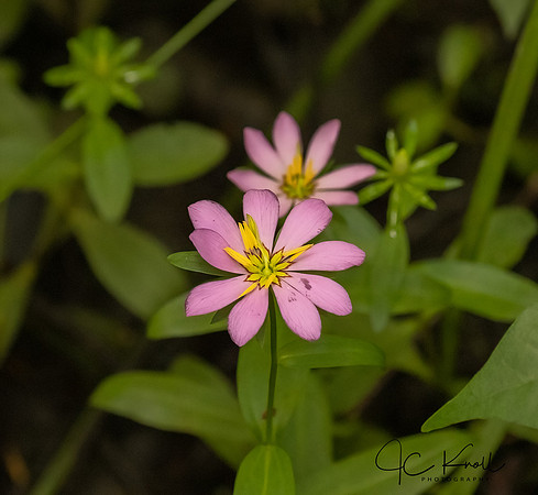 Sabatia
