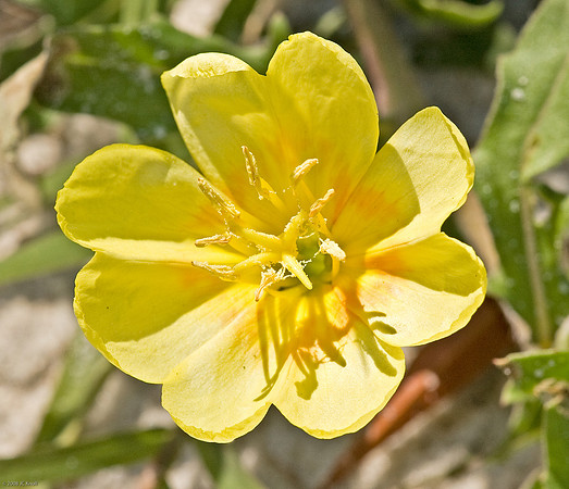 Beach Evening-primrose