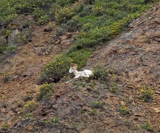 Dall Sheep (ram)
