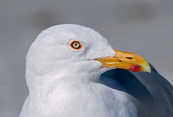 American Herring Gull