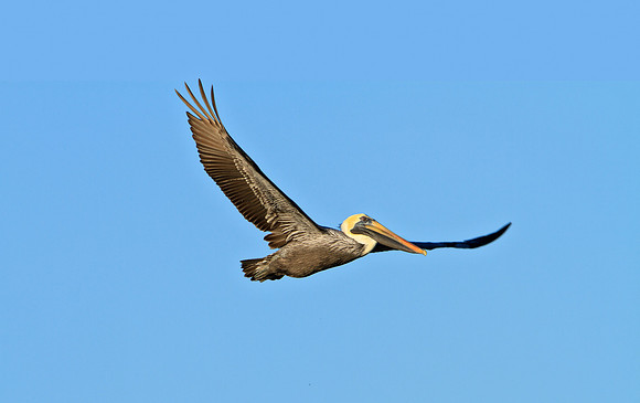 Brown Pelican