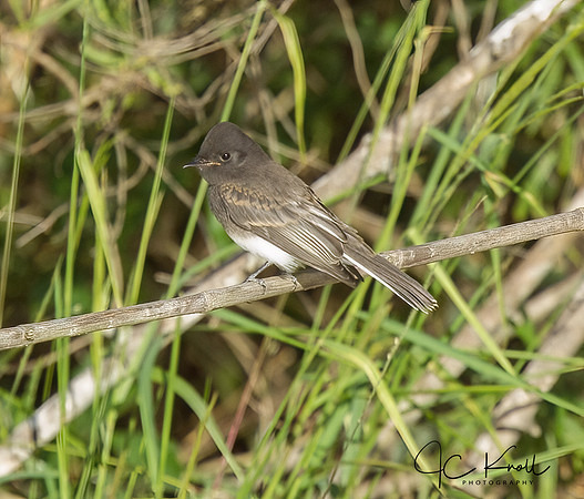 Black Phoebe