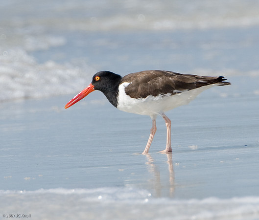 American Oystercatcher