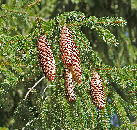 Spruce Cones