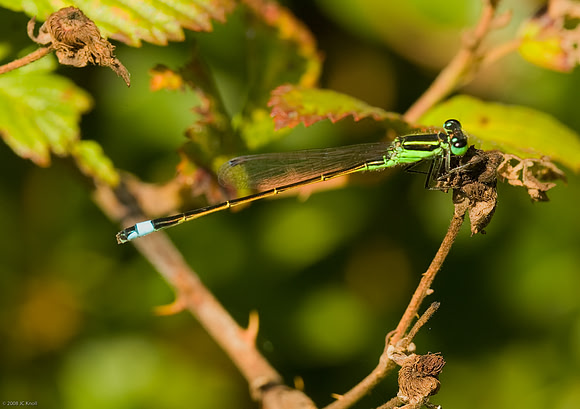 Eastern Forktail