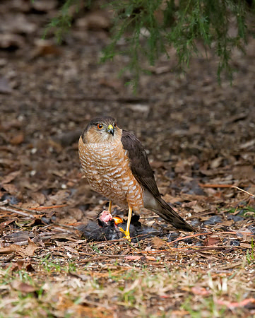Sharp-shinned Hawk