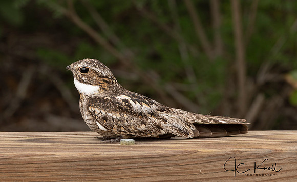 Lesser Nighthawk