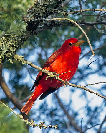 Summer Tanager (M)