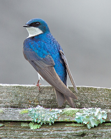 Tree Swallow
