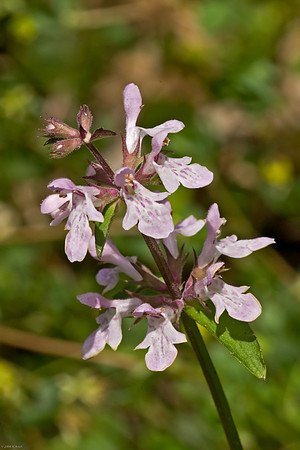 Lyre-leafed Sage